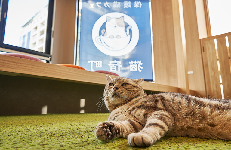 保護猫カフェ 猫宿町